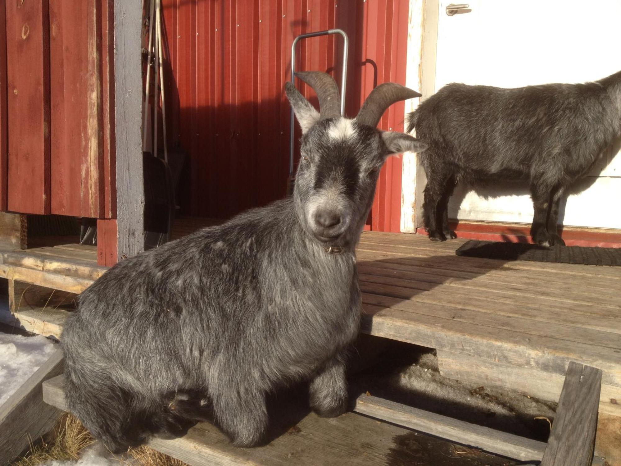 Ofelas Islandshaestar & Guideservice Kiruna Exterior photo