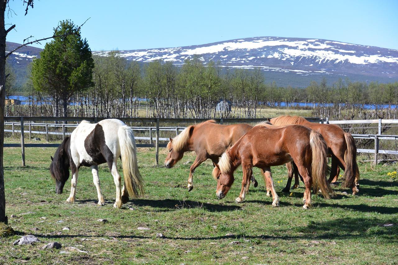 Ofelas Islandshaestar & Guideservice Kiruna Exterior photo