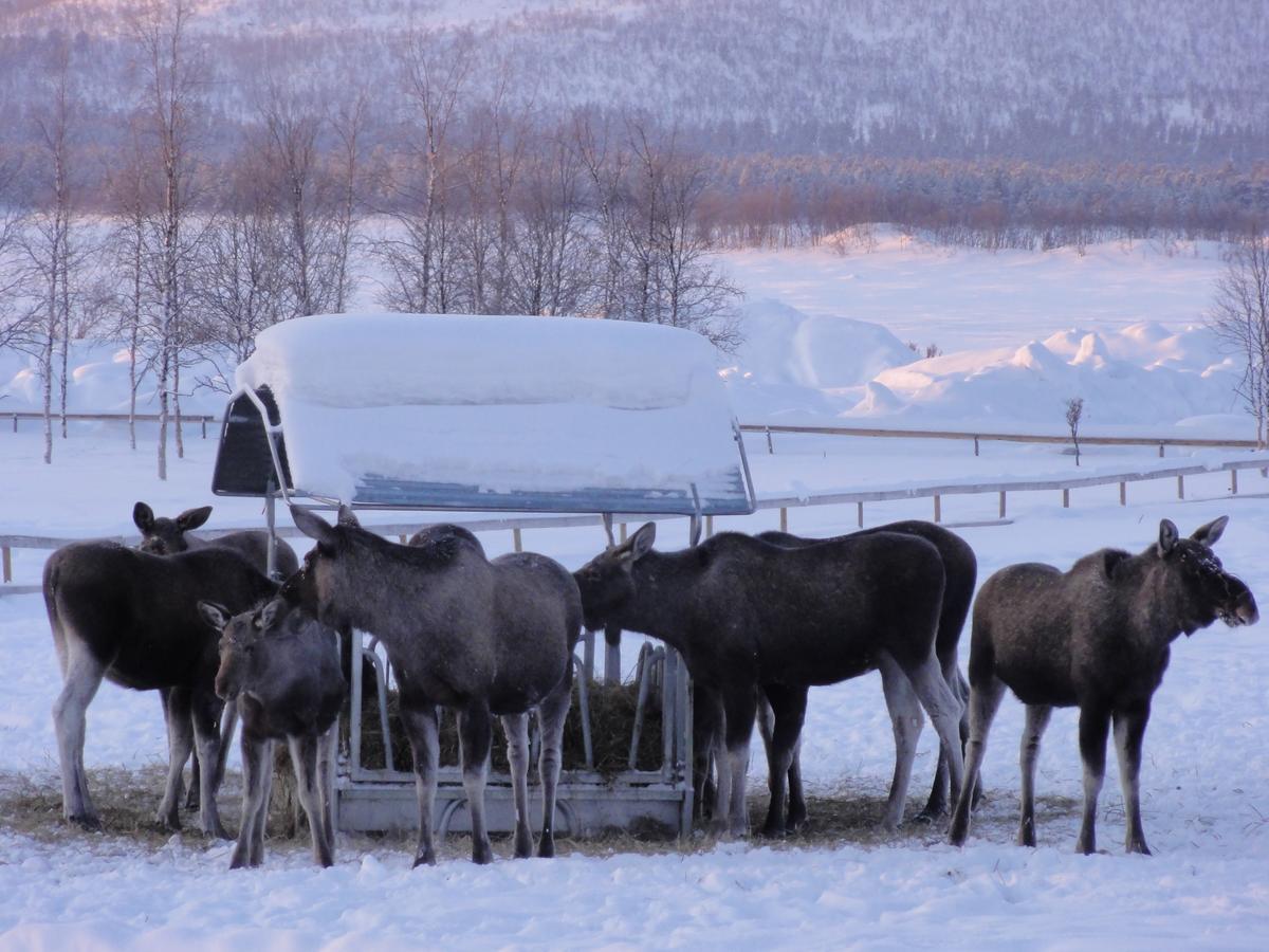 Ofelas Islandshaestar & Guideservice Kiruna Exterior photo